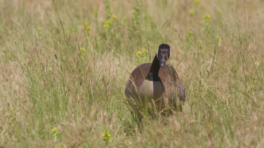 Canadian geese walk through a grassy field nibbling on the blades of grass