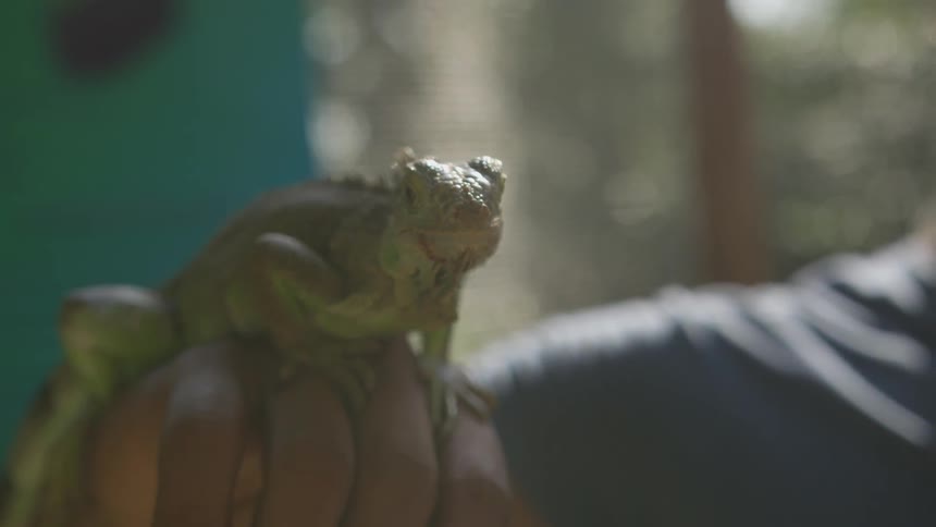 A green lizard resting on the back of a mans hand