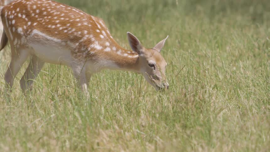 A deer is eating grass in a field