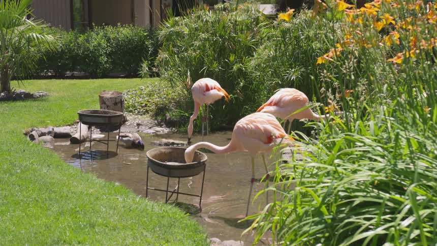 Flamingos stand in a pond and drink water