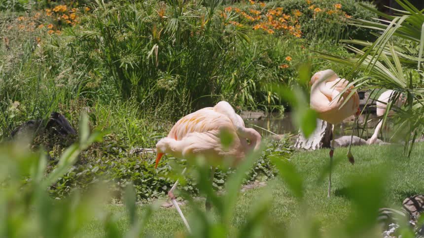 Flamingos are in a grassland area