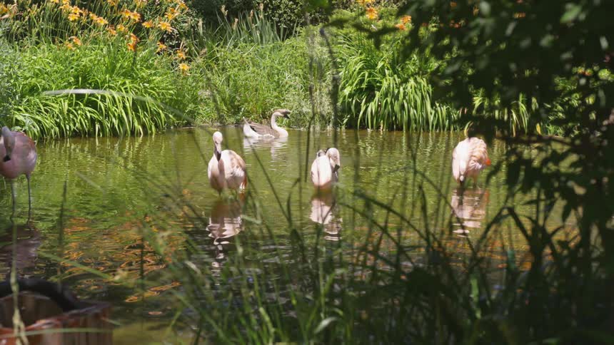 Several pink flamingos and birds stand in a shallow pond ringed with plants and flowers on a sunny day