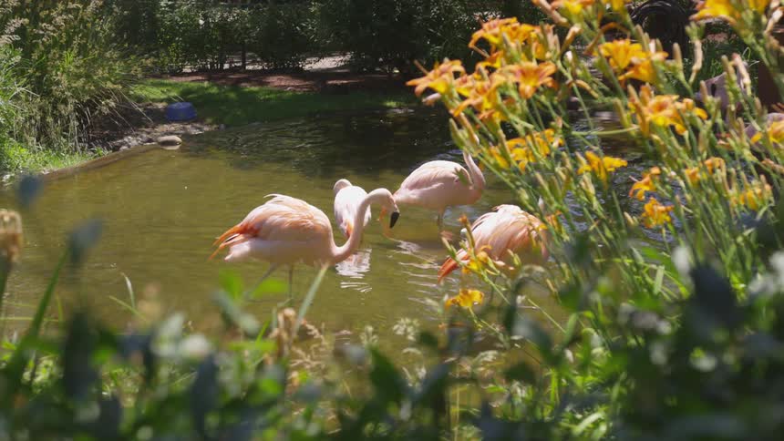 Flamingos walk in a pond next to flowers