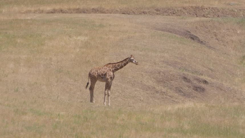 A giraffe stands in an open grassy field