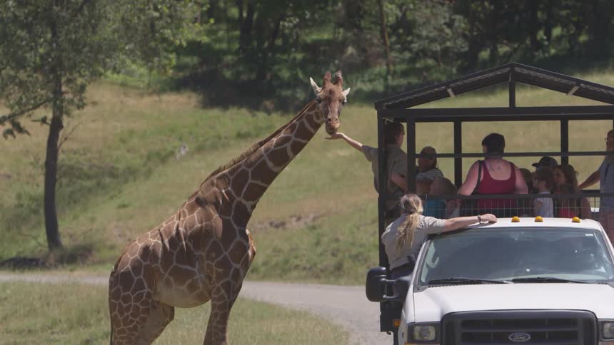 Tour bus of people feeding a giraffee