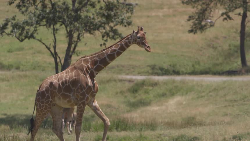 A giraffe stalks the savanna as other animals graze in the background