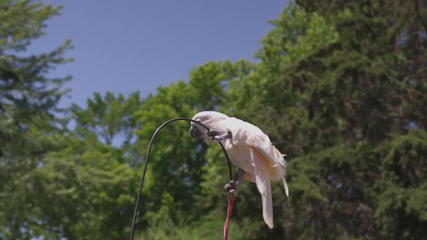 Cockatoo clings to bobbing metal crook outdoors