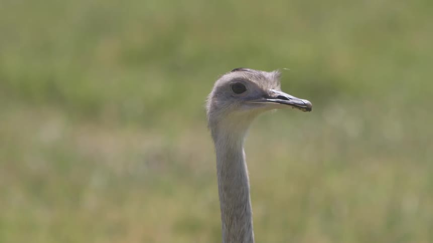 An ostrich head looking around with grass in the background