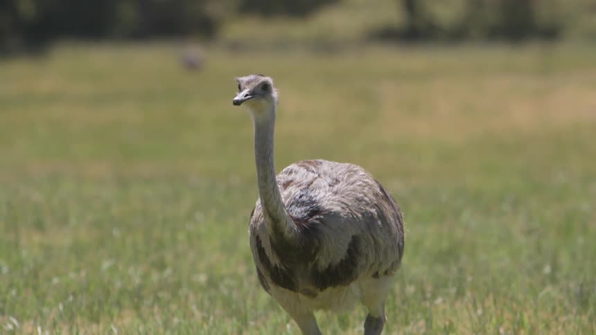An ostrich walks in a grassy field