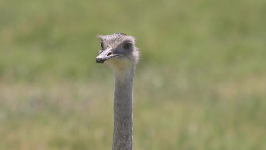 An ostrich turns its neck and looks around