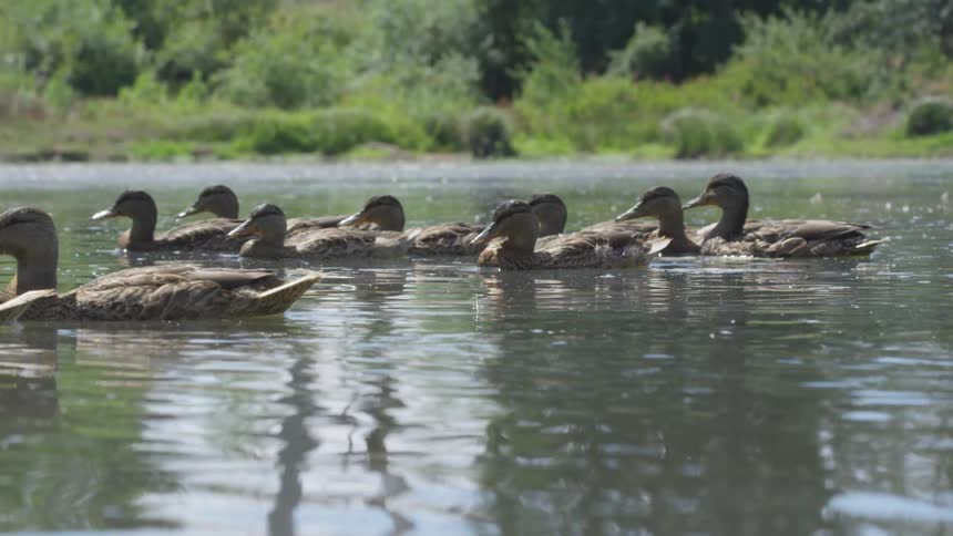 Ducks float on the lake during daylight