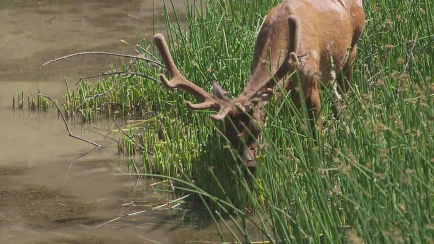 Deer eating grass next to a marsh