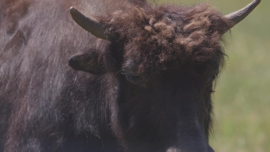 Steer with horns moves head from right to left