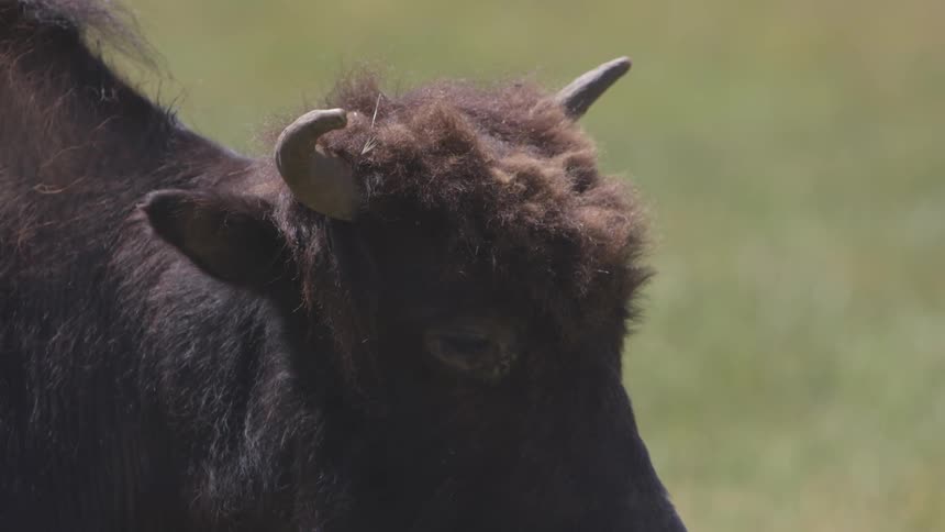 A buffalo is grazing on grassland