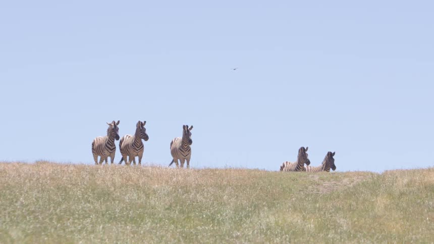 Zebra stand at the top of a grassy hill
