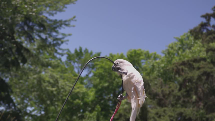 Bird hanging on a bird feeder