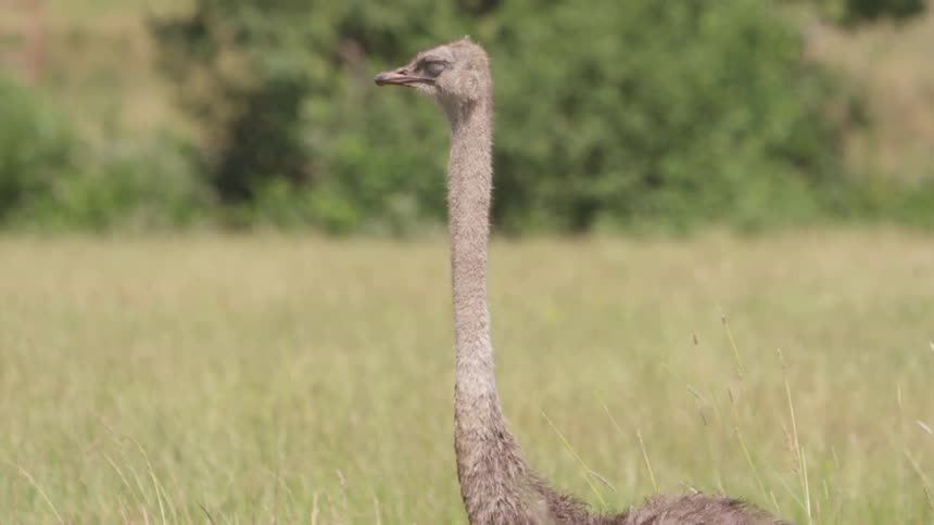The long neck and head of an ostrich standing in the grass