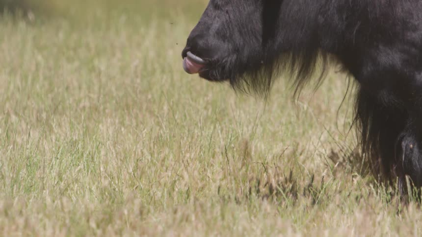 A cow stands in a field of grass chewing and sticks its tongue out to shoo flies from its nose