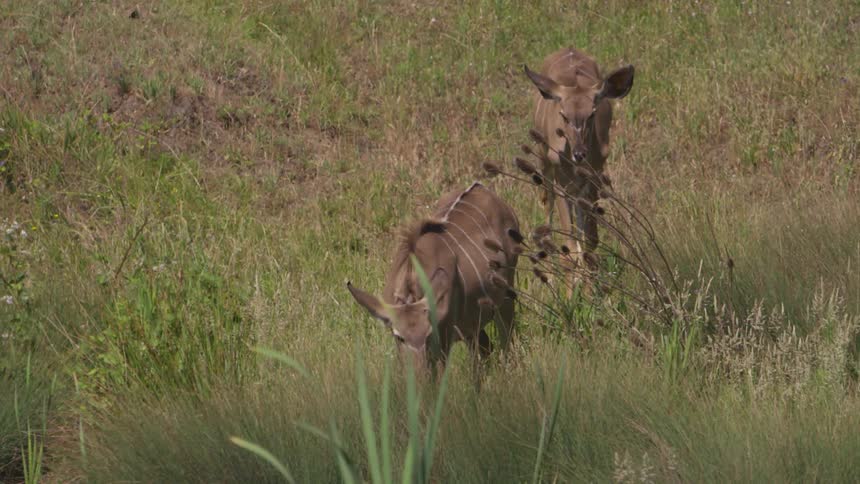 A deer walks towards another deer in a field