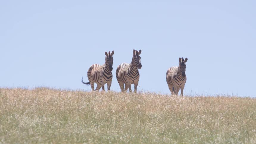Three zebra are standing on the hill