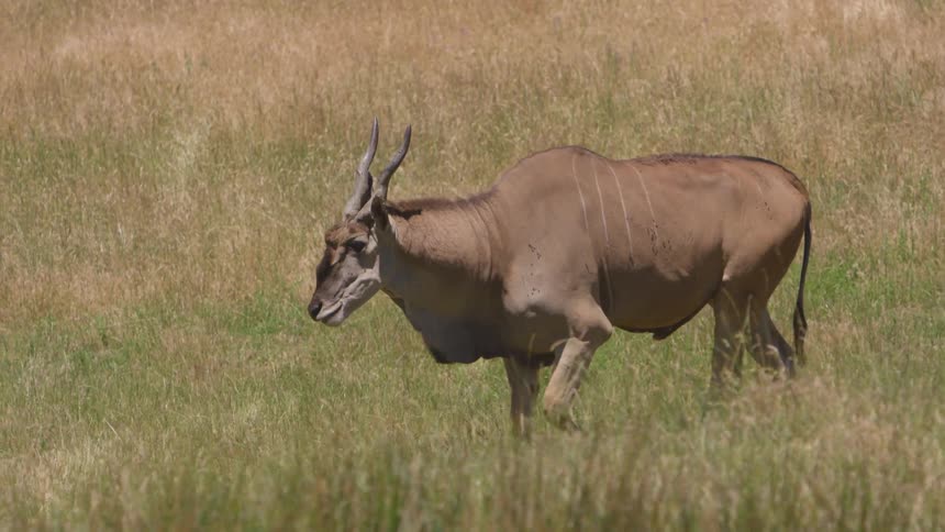 A large antelope walks through the grass
