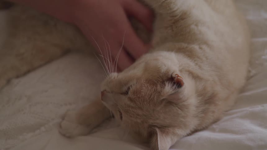 A woman scratching a cat on its stomach