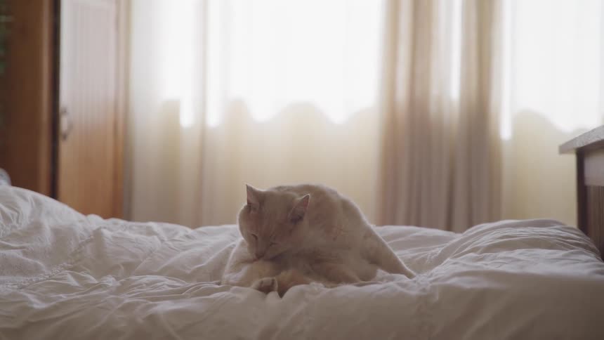 A light colored cat is grooming itself on a white comforter in the middle of a bed