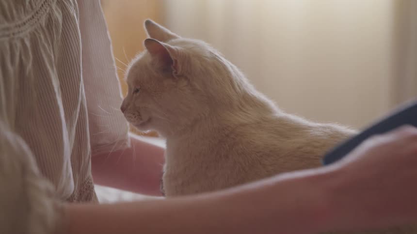 A woman brushes an orange cat on a bed