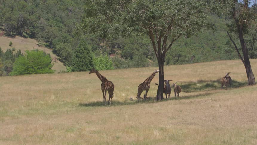 Giraffes and gazelles take shade underneath a tree