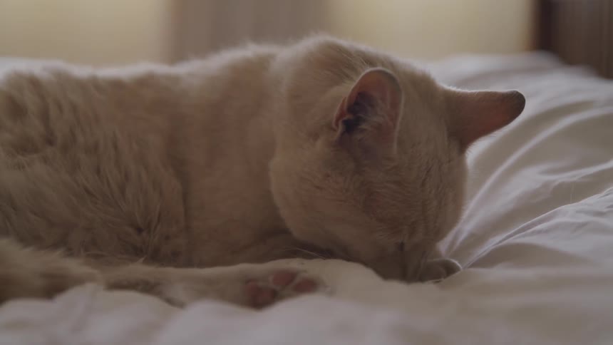 An orange cat licks its paw while lying on a bed with a white blanket