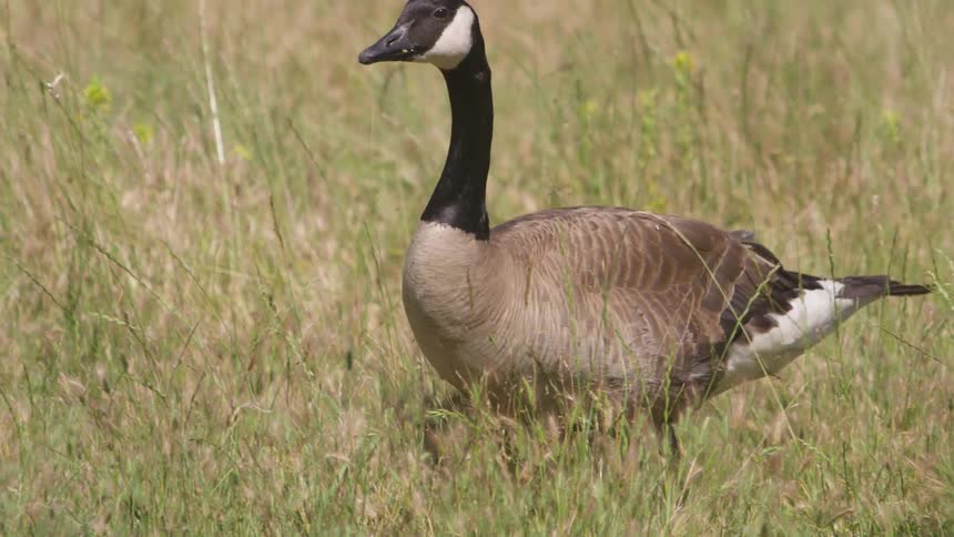A goose walking at the grass field