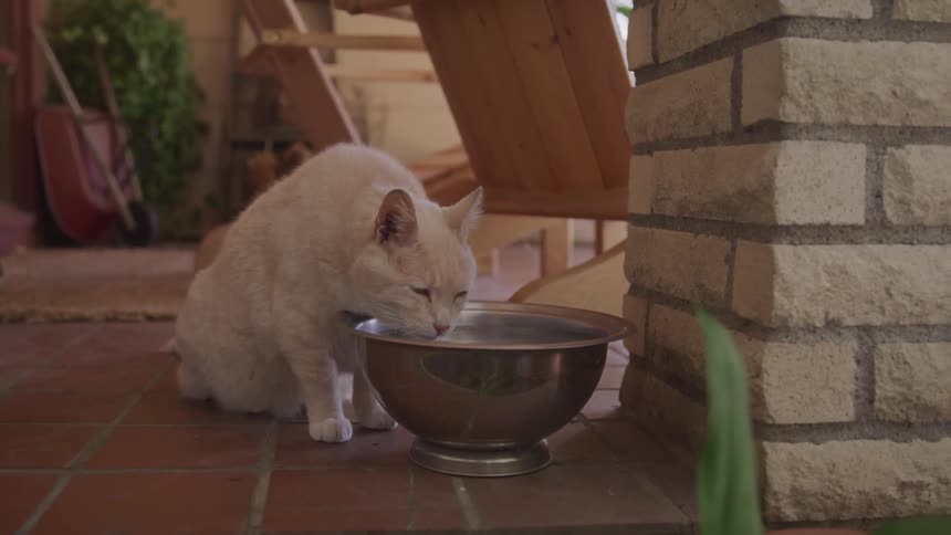 A cat drinks water out of a metal bowl