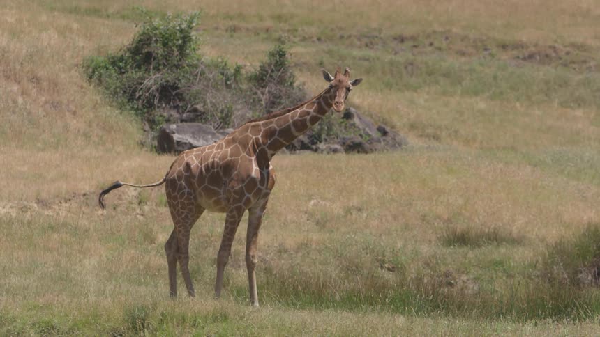 A giraffe in a grassy plain swishes its tail