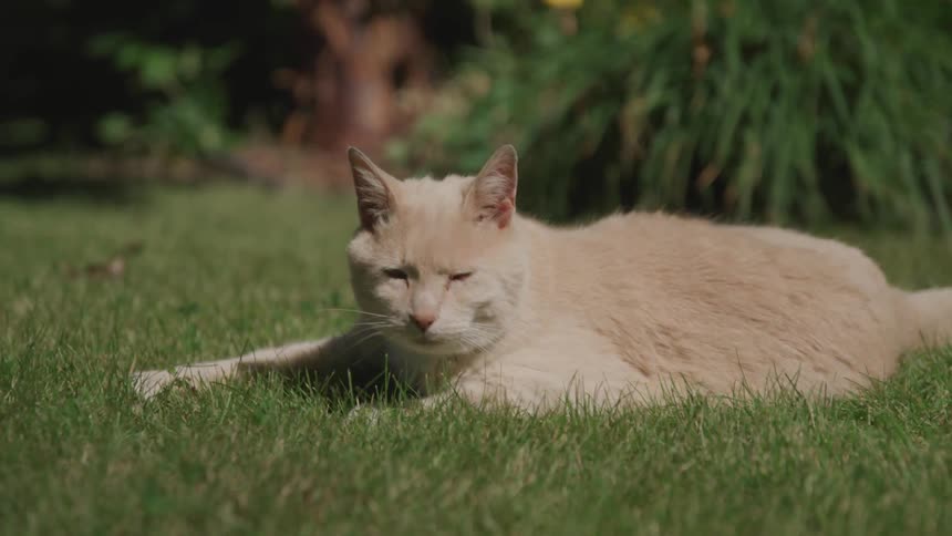 Sleepy cat lies on the grass under the sun during daylight