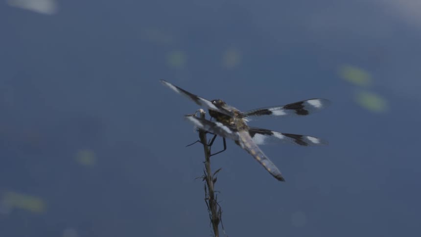A dragonfly takes flight from a stick and then lands again