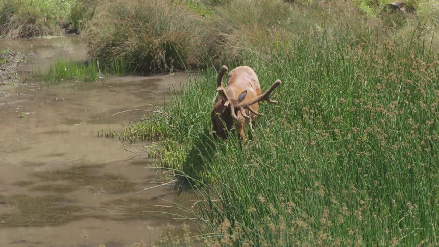 Elk eating grass