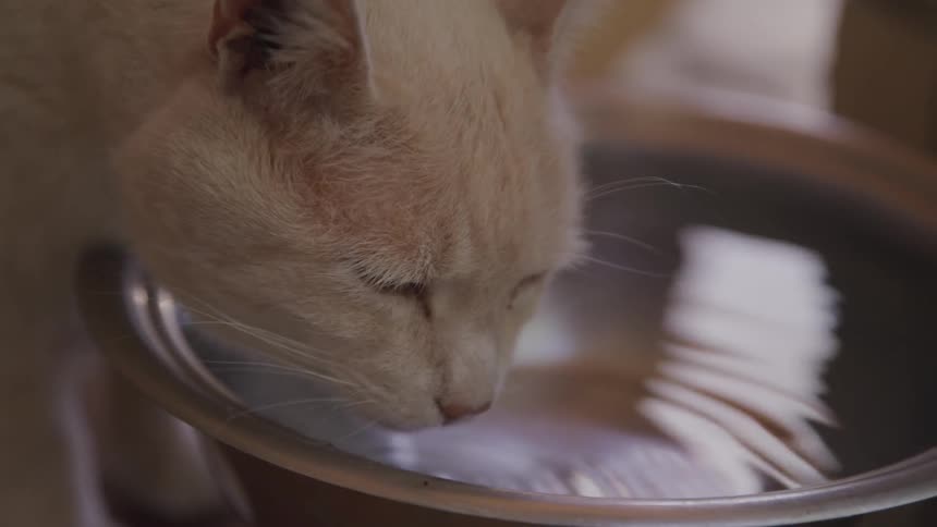 White cat drinks water from aluminium bucket during daylight