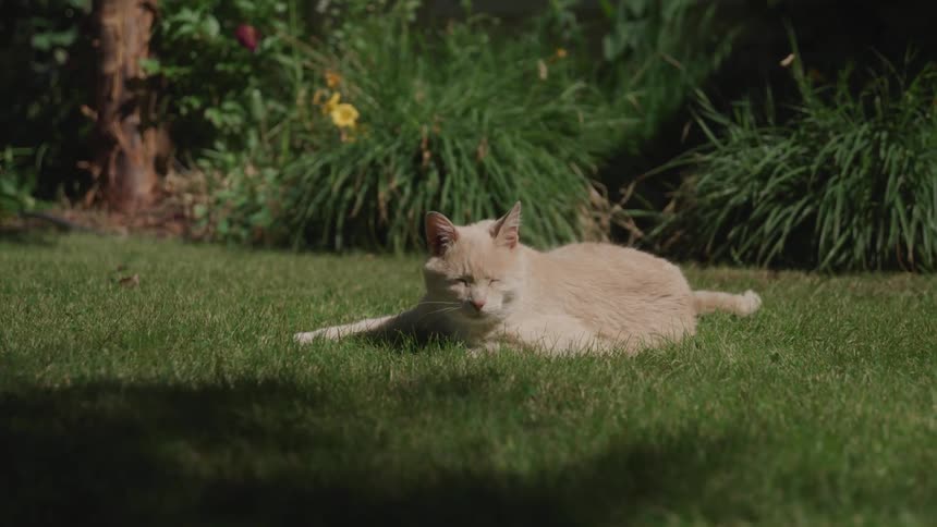 An orange cat lays in a garden under the sun