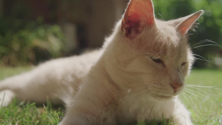 A beige cat sits calmly in the sun on a grassy lawn with its eyes nearly closed