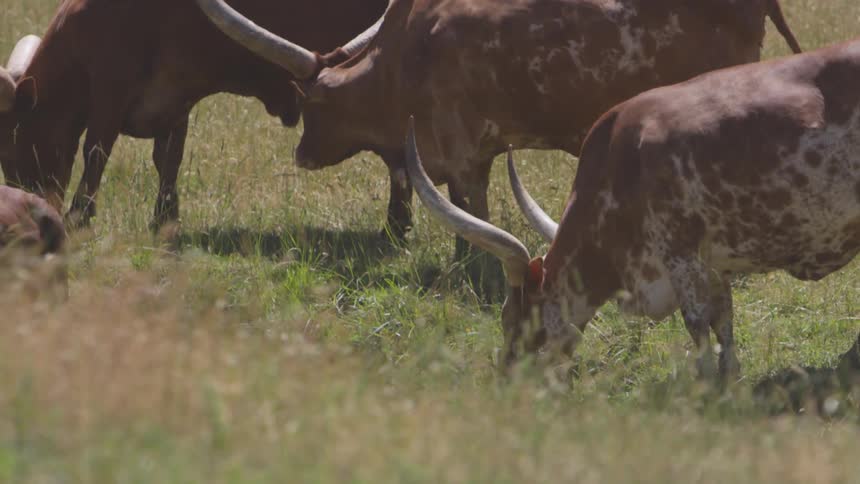 Horned animals graze in a grass field