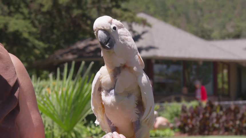 A woman stands in a garden area with a large parrot perched on her hand