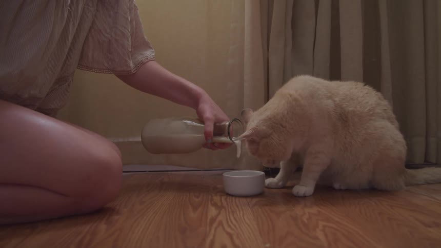 A woman pours milk into a bowl for her cat