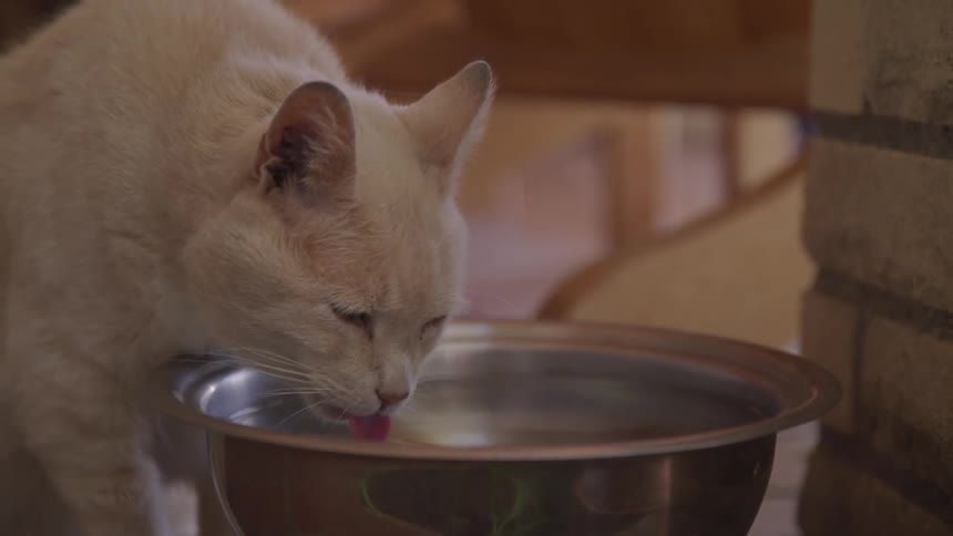 White cat drinks water from aluminum bucket indoors during daylight