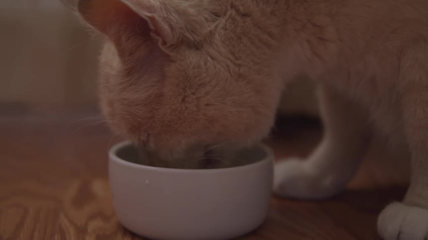 A cat drinks water out of a small white bowl