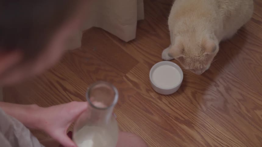 A cat moves its head as it swallows milk it has licked out of a bowl on the floor