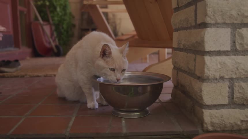 White cat drinks water from large metal bowl on porch near door
