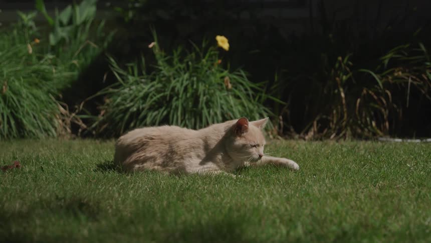 Cat licking her paw while relaxing outdoors on the lawn