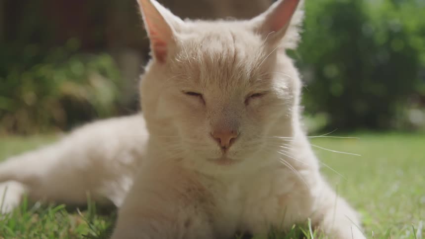 A cat with closed eye sit at the park