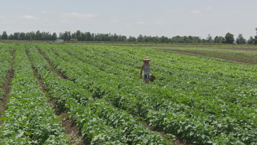 Woman with sun hat walking through the farm field