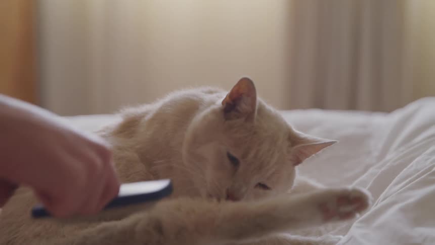 A person brushes a cat while the cat licks its leg